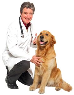 Clínica Veterinaria Humanes hombre aplicando inyección a perro