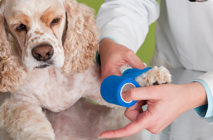 Clínica Veterinaria Humanes persona vendando a perro