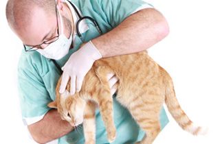 Clínica Veterinaria Humanes hombre realizando revisión a gato